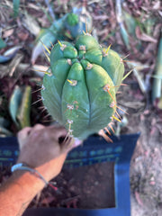 👑🌶️ Maranonensis — Thick 12” Pup