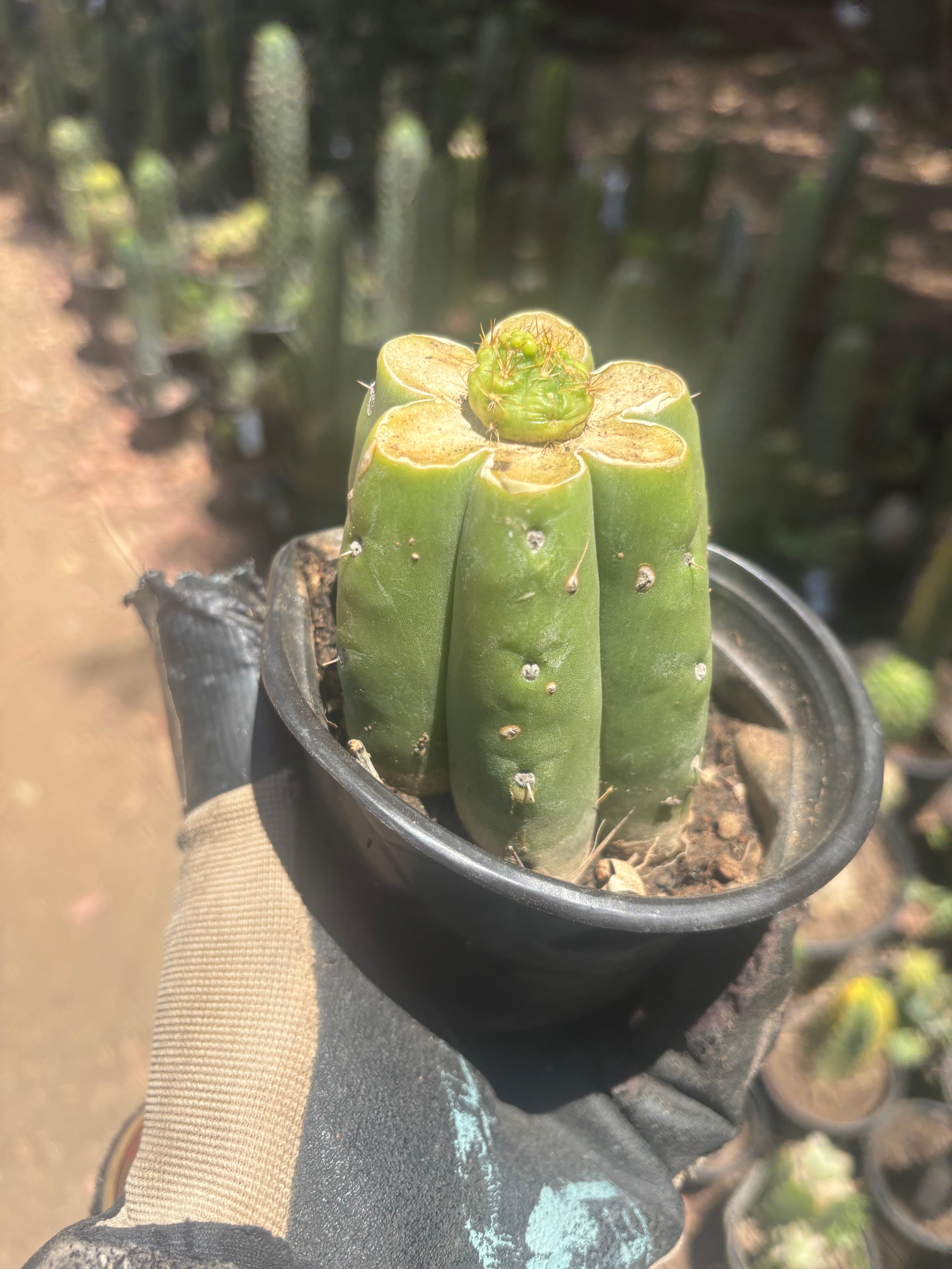 👑 Hulk’s Balls — Graft On Rooted PC