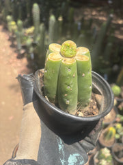 👑 Hulk’s Balls — Graft On Rooted PC