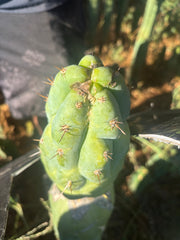 💎👑💎 Q-Tip — Chonky 6” Tip