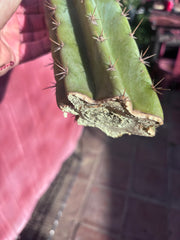 👑 Icaros — 14” Tip