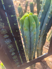 🌶️🌶️ NoidTwo — 10” Tip