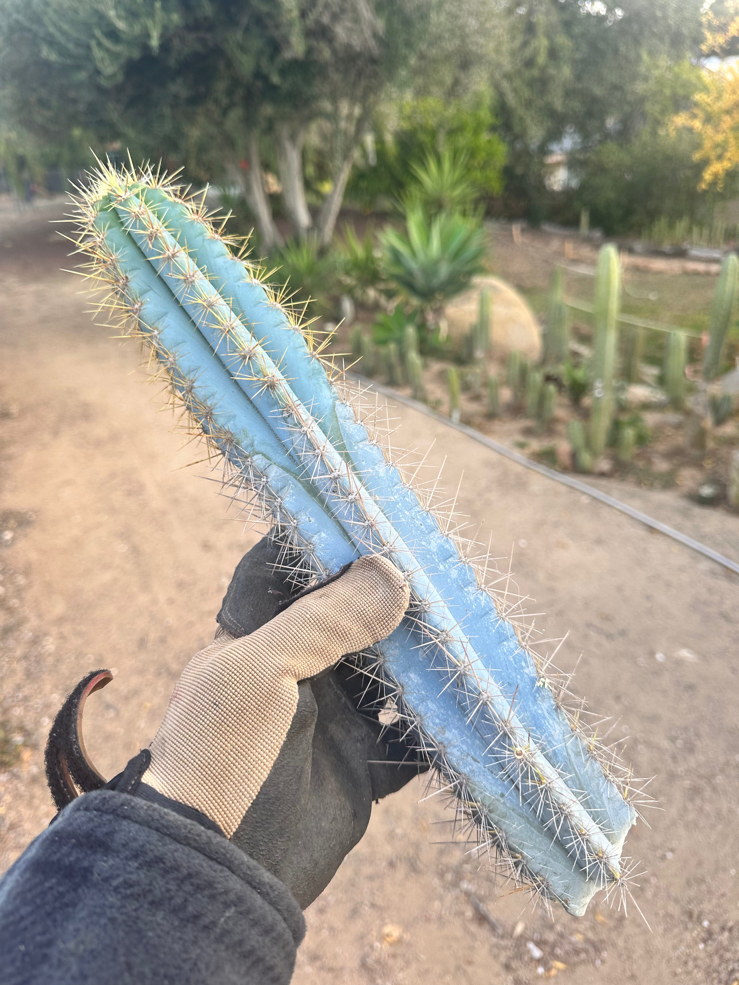 Pilosocereus Azureus   — 15” Tip