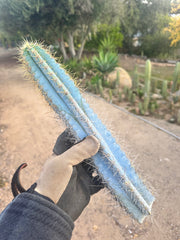 Pilosocereus Azureus   — 15” Tip
