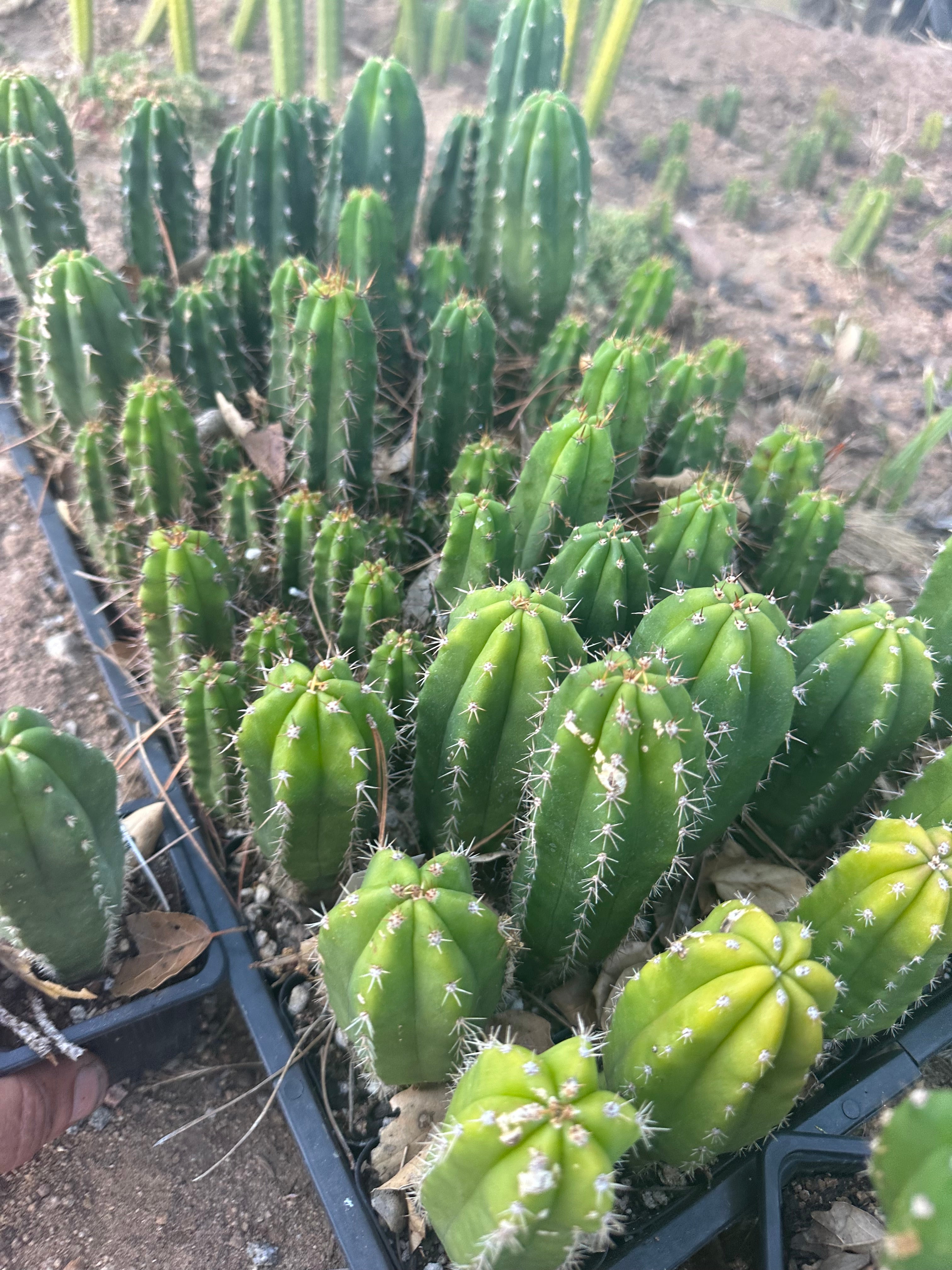 Restocked FREE Add On — Mature Tricho Seedlings — Various Genetics