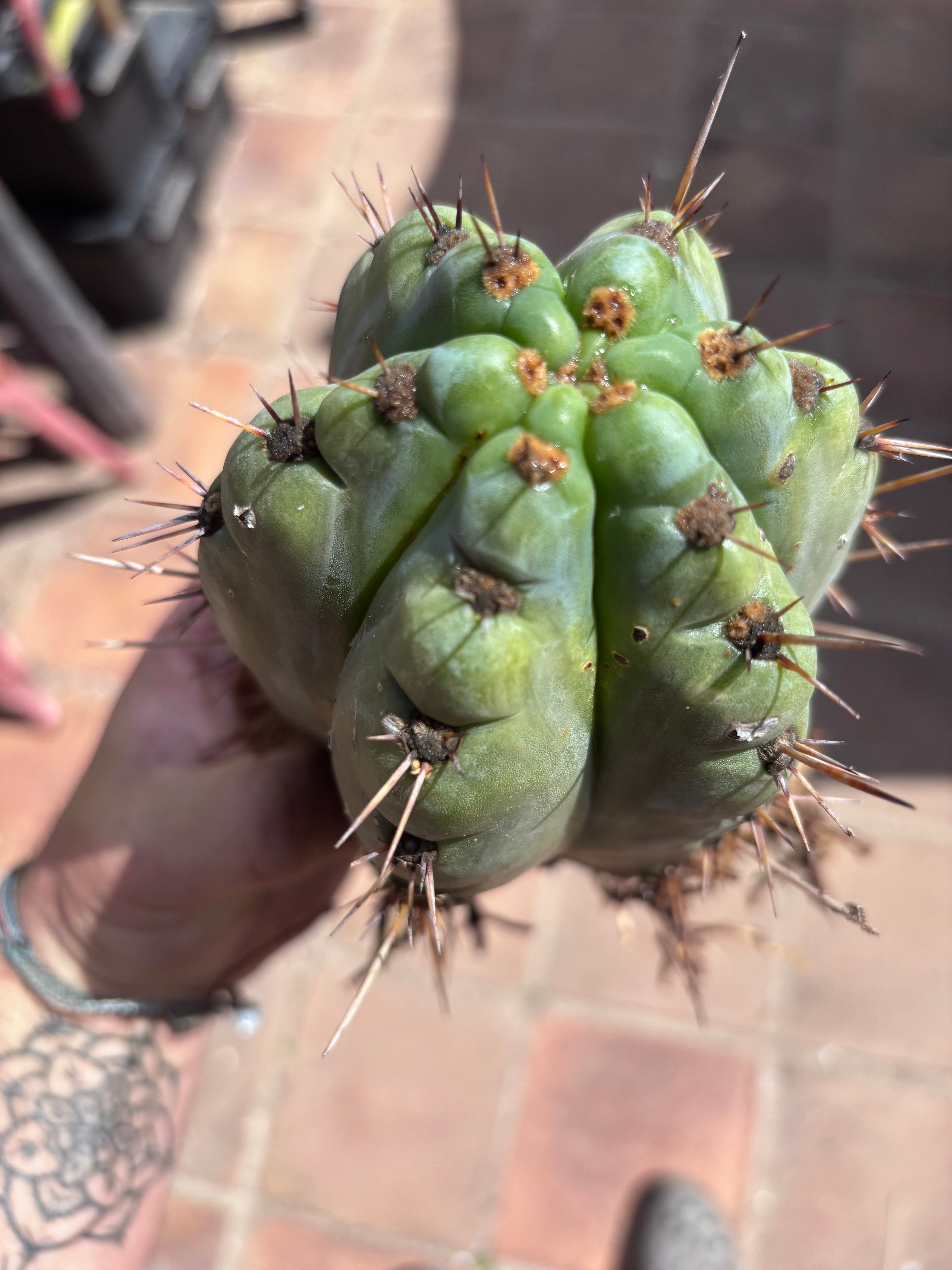 💎👑💎 Papa Smurf — Fat Rooted 8” Notch Bomb