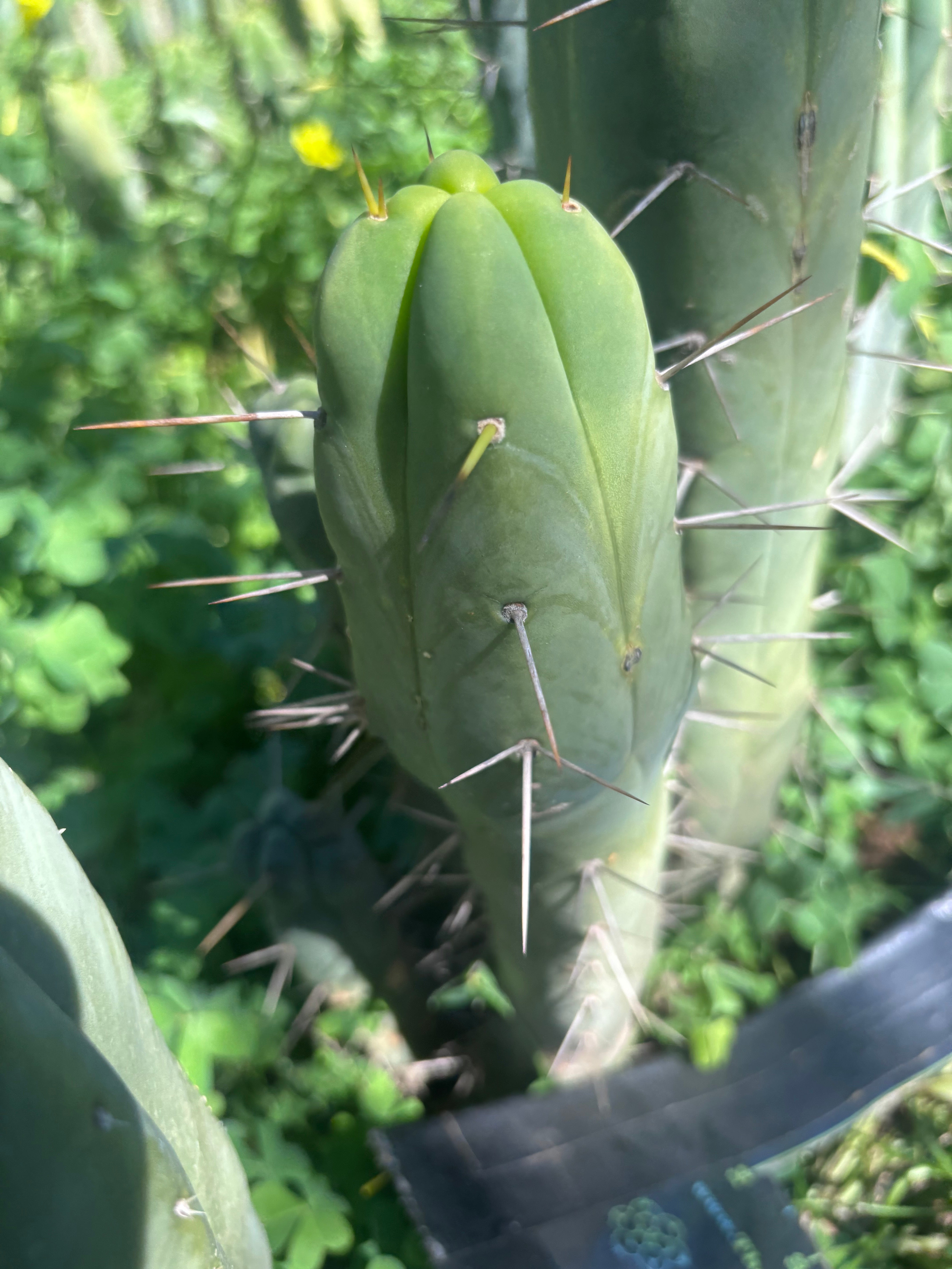 👑🌶️ Quattro — 11” Tip