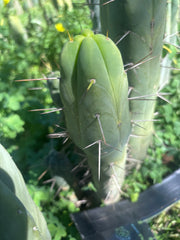 👑🌶️ Quattro — 11” Tip