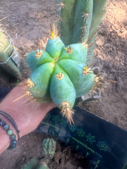 💎👑  Matucana Peru — 7.5” Pup