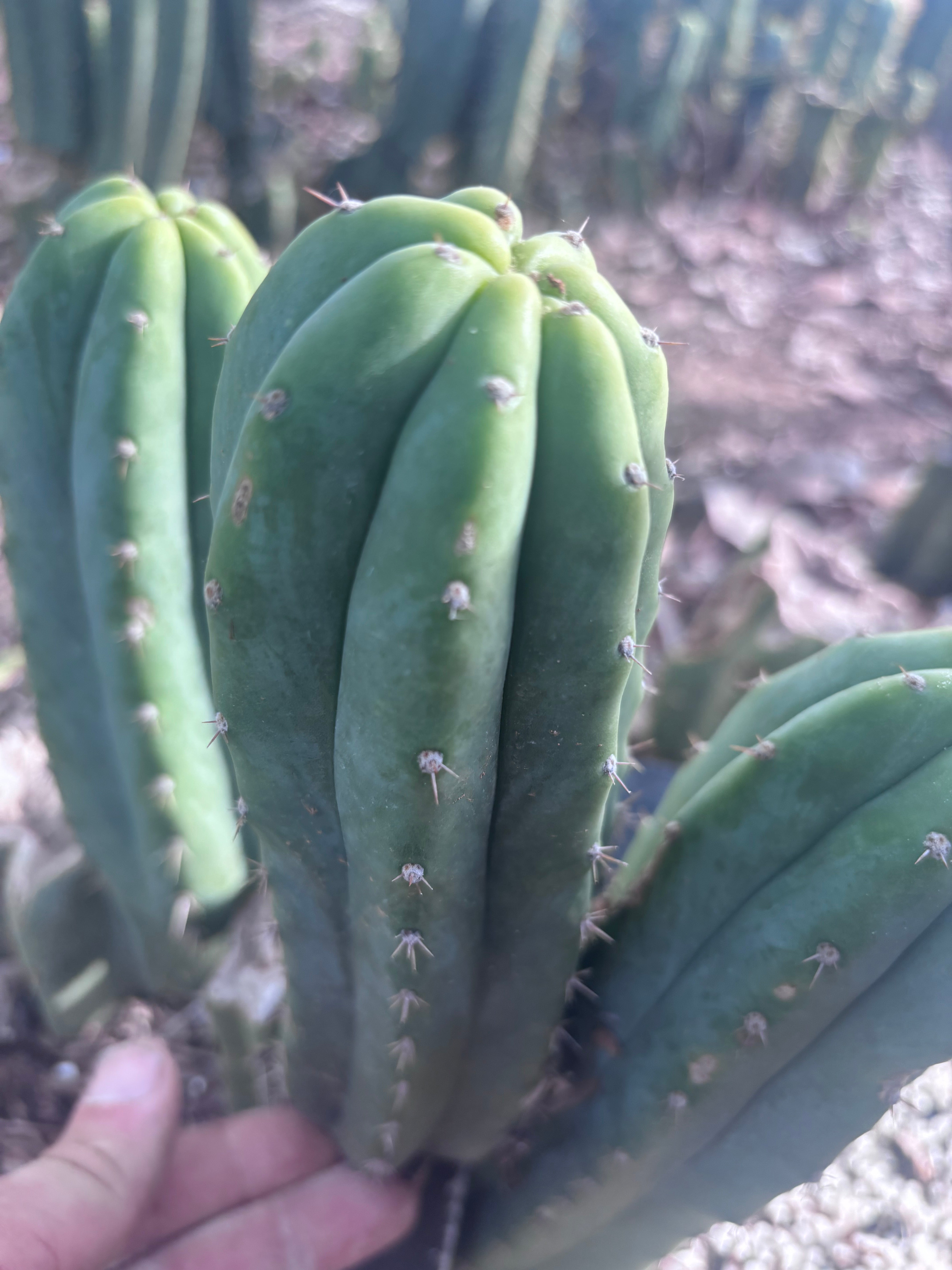 👑🌶️🌶️ Landfill — 8” Pup