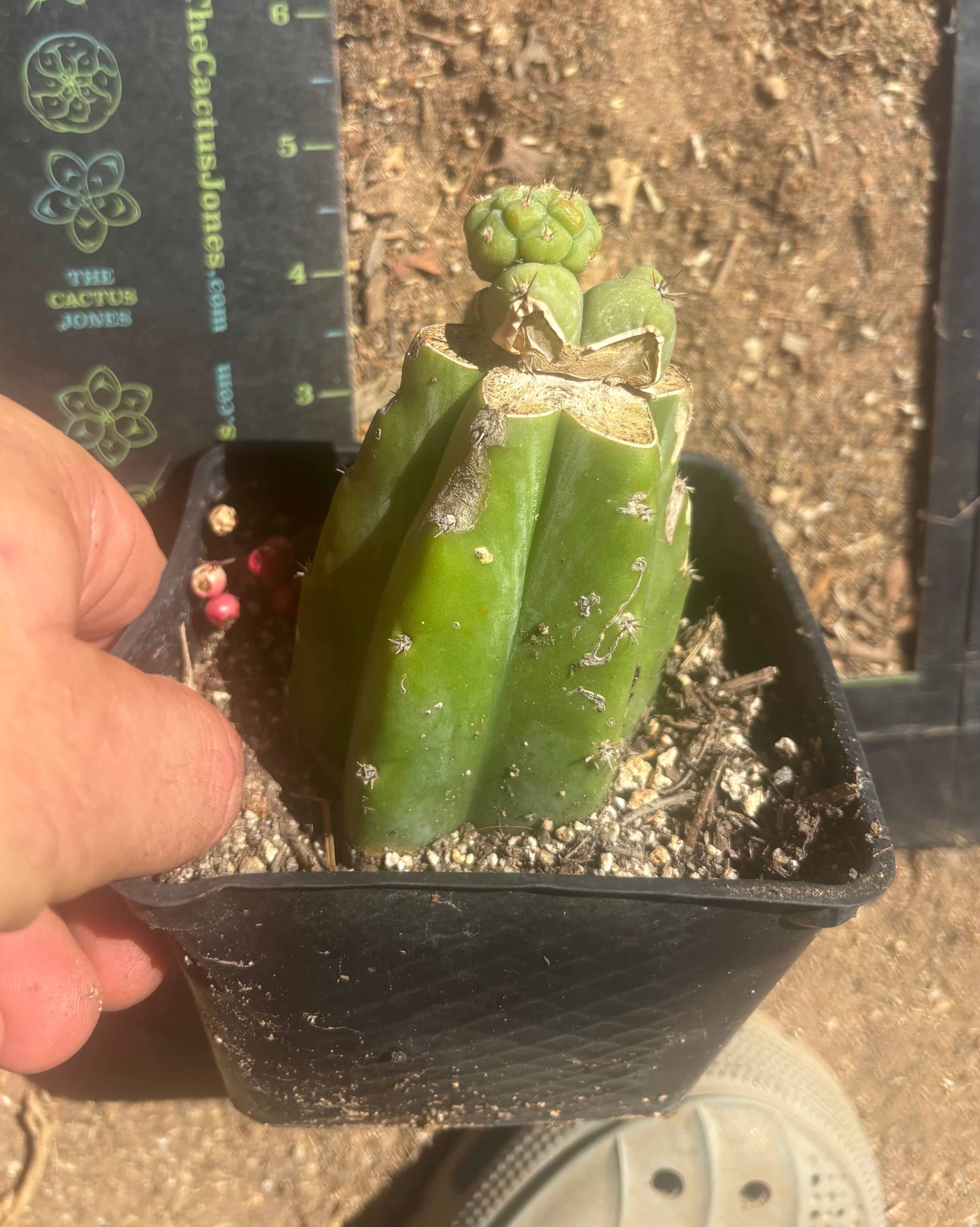 💎👑 Q-Tip —  Pupping Slab Graft on Rooted PC