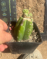 💎👑 Q-Tip —  Pupping Slab Graft on Rooted PC