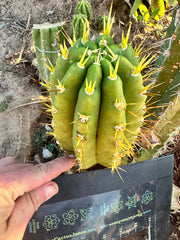 👑 Jones Pink 🌸 — FAT Tip