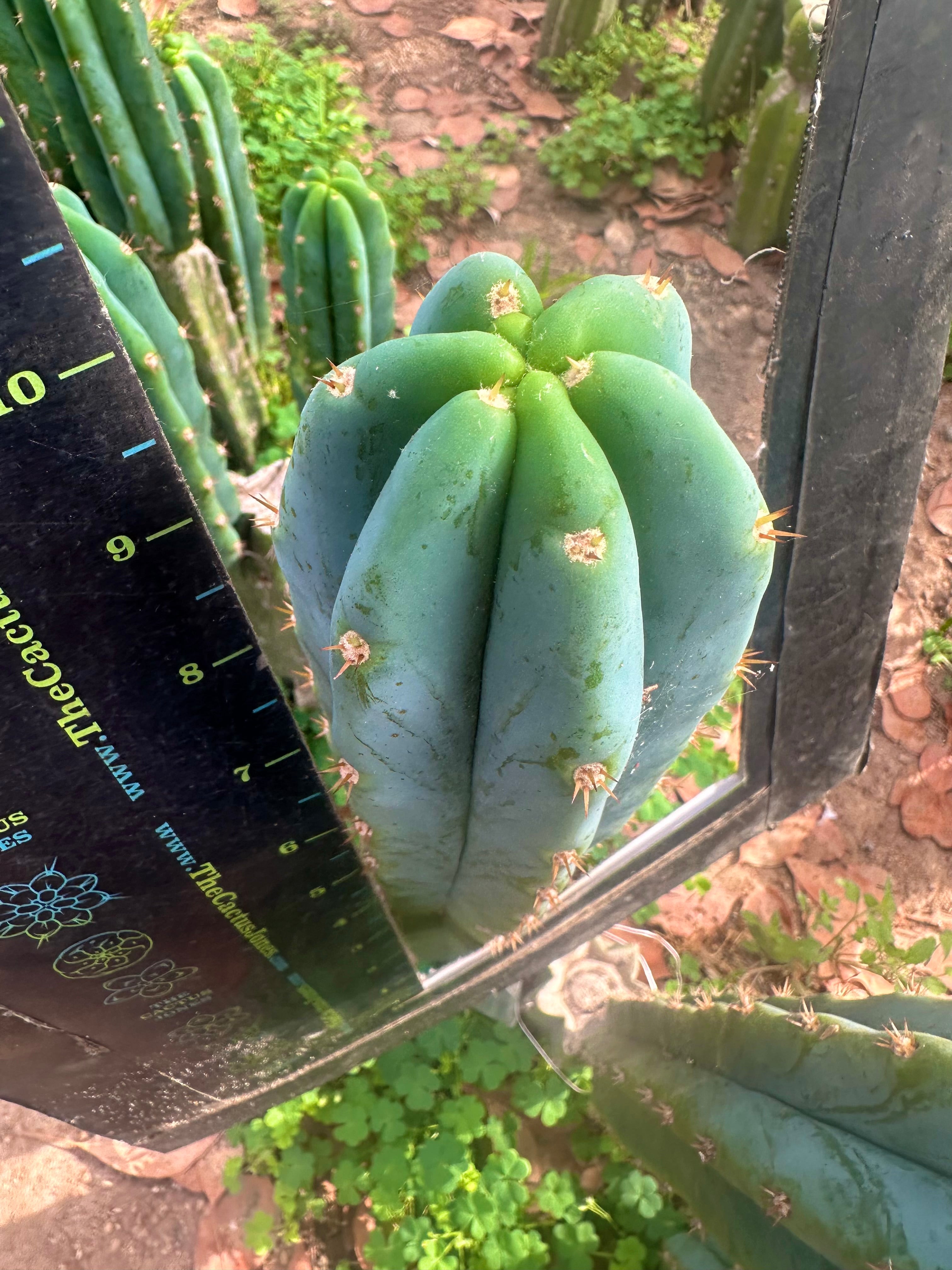 Sharxx Blue x Scop — Glowing 10” Tips