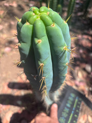 🌶️ 0201 — XL 15” Pup