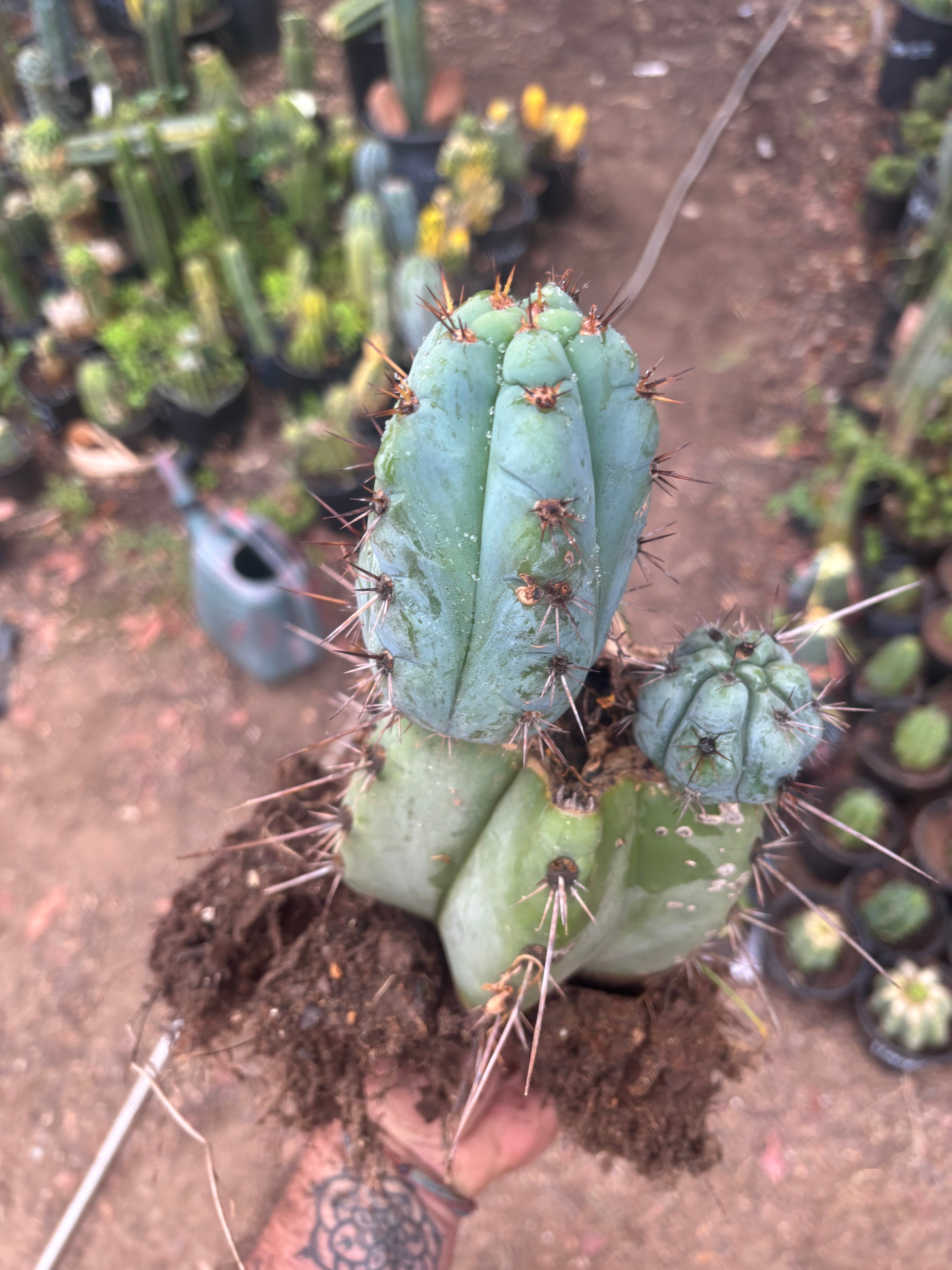 💎👑💎 Papa Smurf — *Hefty* Rooted Mid w/ Pups