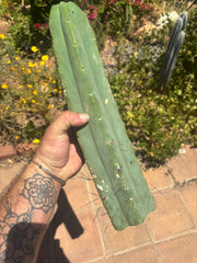 👑💎🌶️🌶️ Eileen — 16” Mega Tip (Blemish Discount)