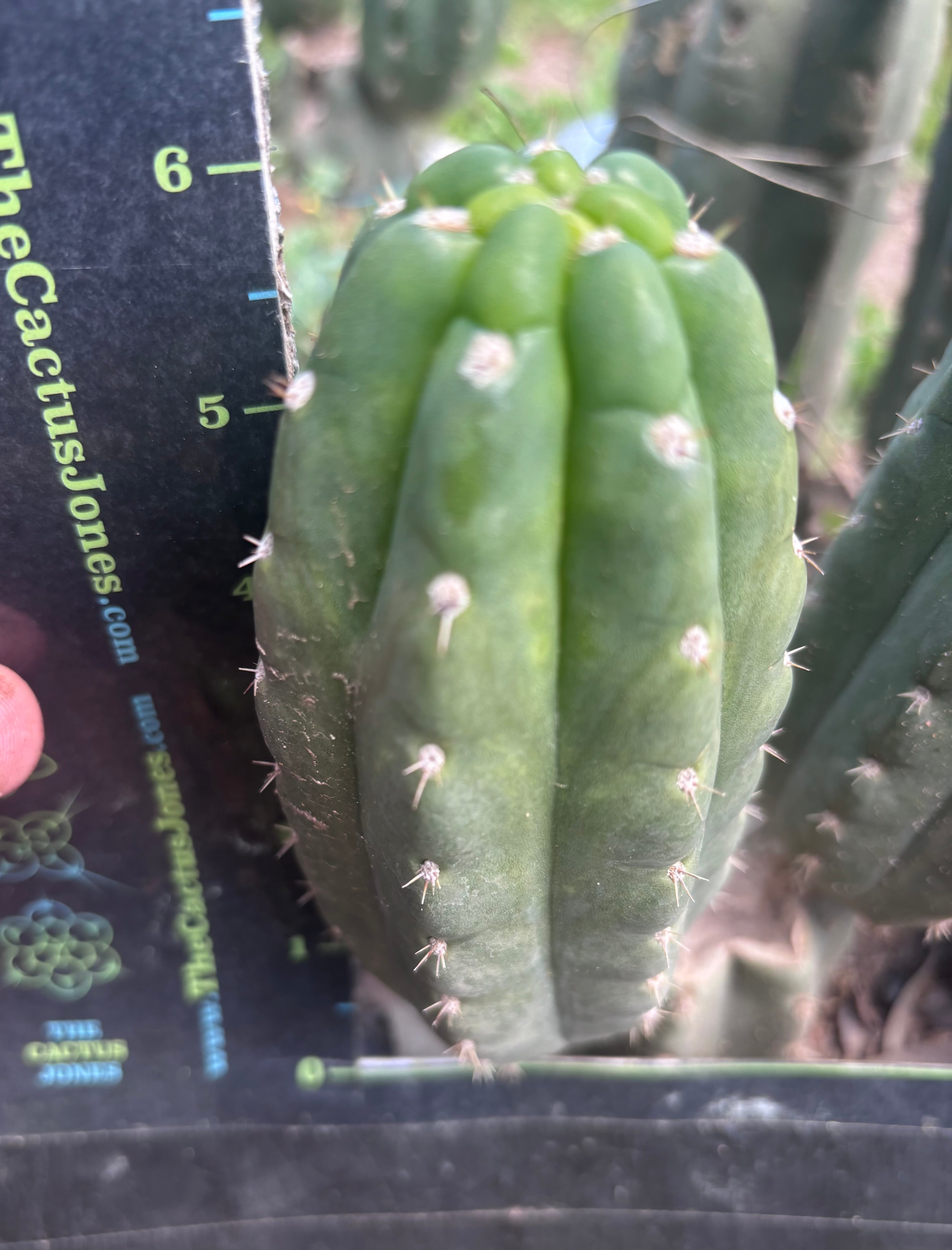 💎👑🌶️  Ichoca — 6” Pup