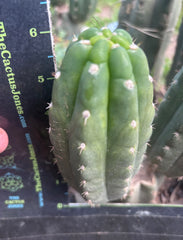 💎👑🌶️  Ichoca — 6” Pup