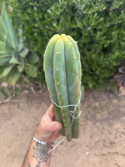 👑🌶️🌶️ KR04 — XL 13” Tip