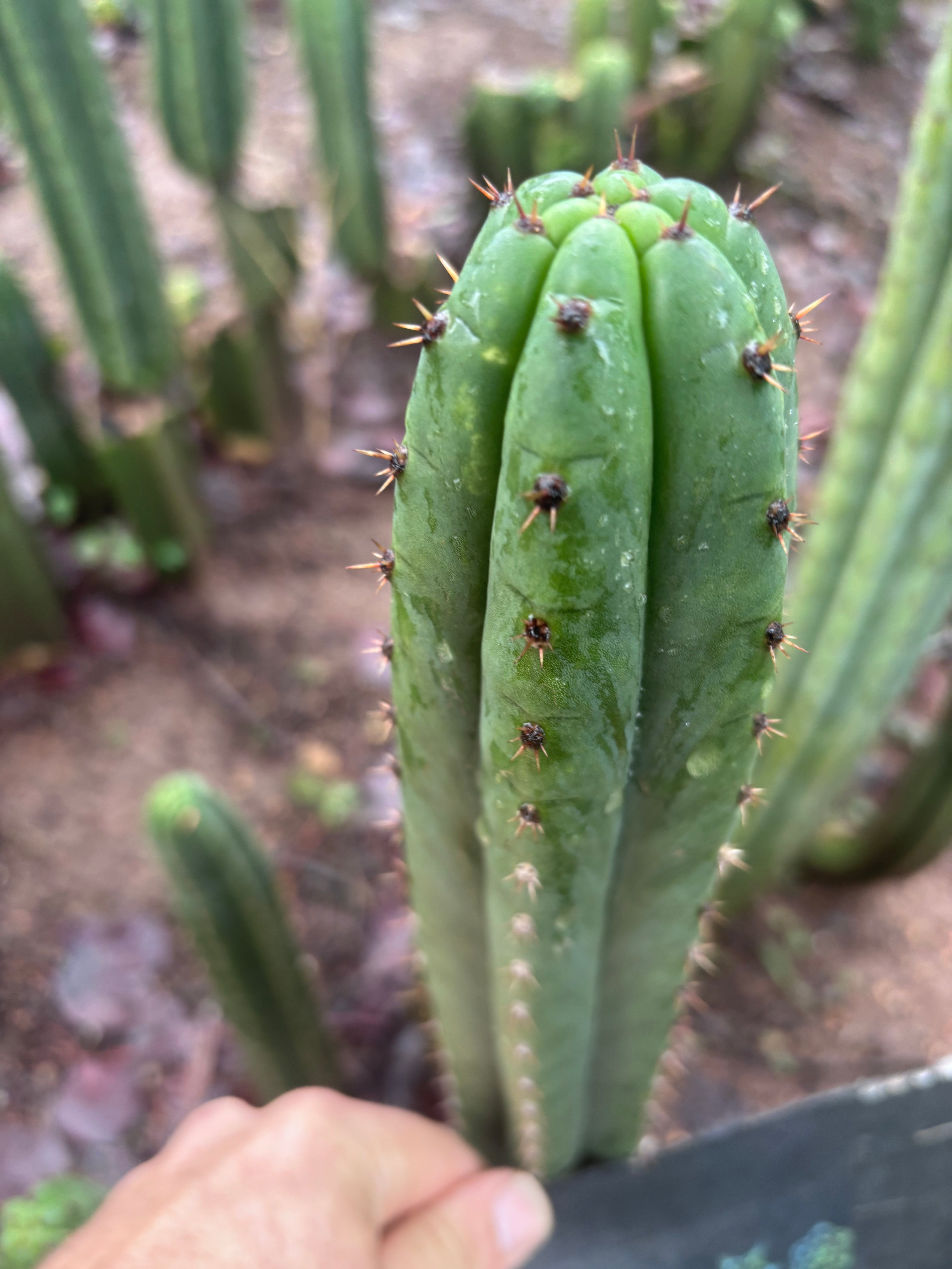 👑🌶️ Torres & Torres — 10” Tips (Restocked)