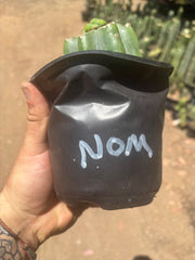 💎🌶️🌶️ NOM — Pup Graft On Rooted Shine01