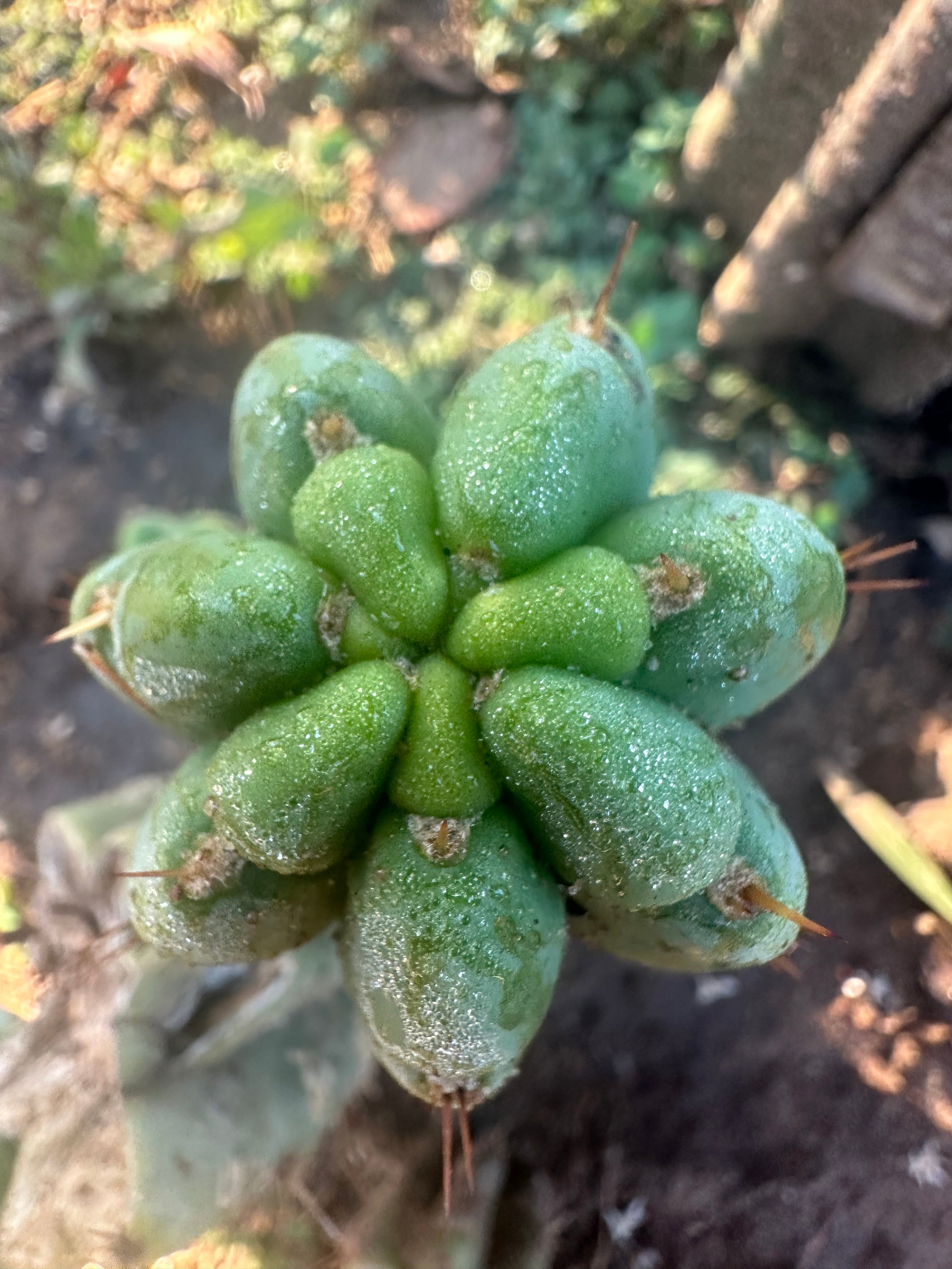 💎👑🌶️🌶️ Another Austy’s Bomb (TNT) — 8” Pup