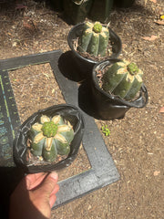 💎👑💎 Havran — Pup Grafts on Rooted Shine01 (3 Available)