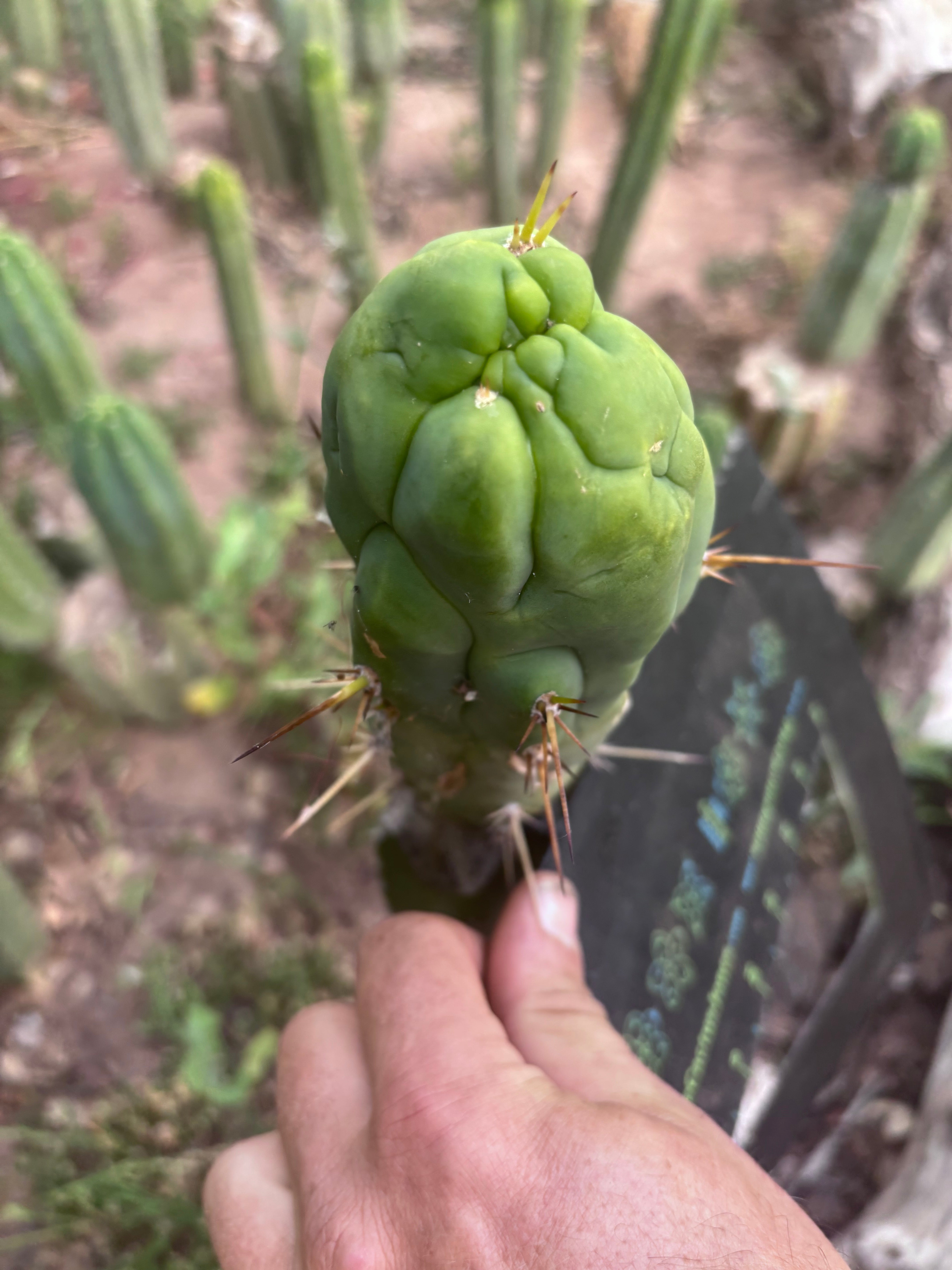💎👑 Bruce’s Dragon — Chonky 6” Tip