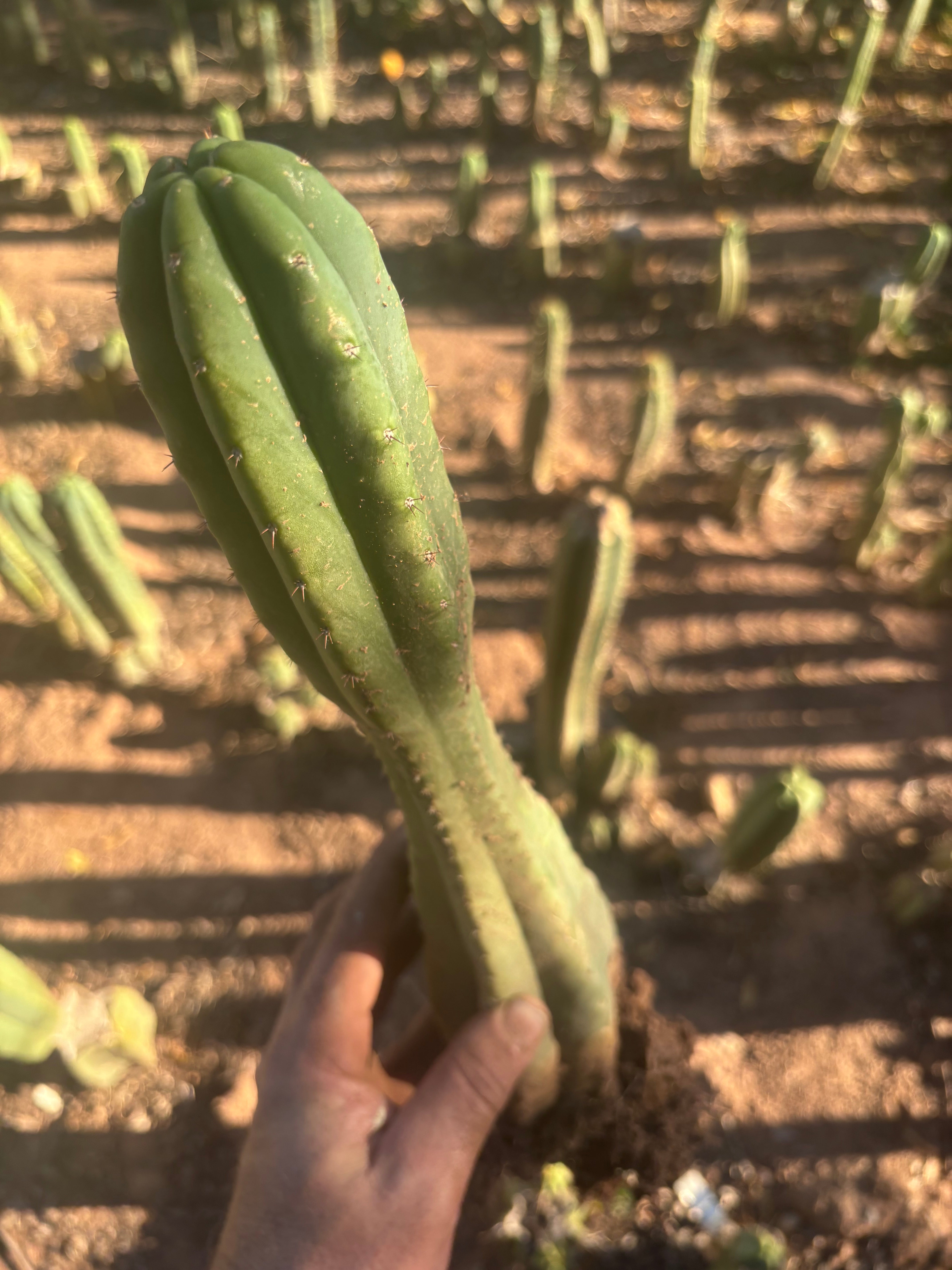 👑🌶️ Juul’s Giant — Rooted 13”