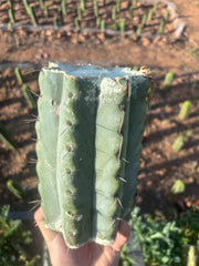 💎🌶️🌶️ NOM —  BEEFY 9” Mid
