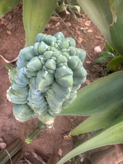 *👑💎 Glorp! — Thick 7” Tip