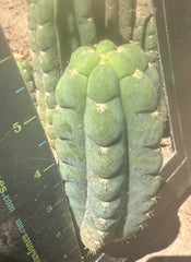 Custom Listing for A.Pogzeba