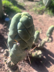 💎👑 Bruce’s Dragon — 8” Tip