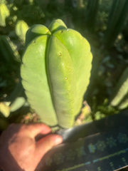 💎👑🌶️ Ferah — Fat 9” Tip