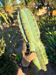 💎👑💎 Papa Smurf — XL 14” Tip