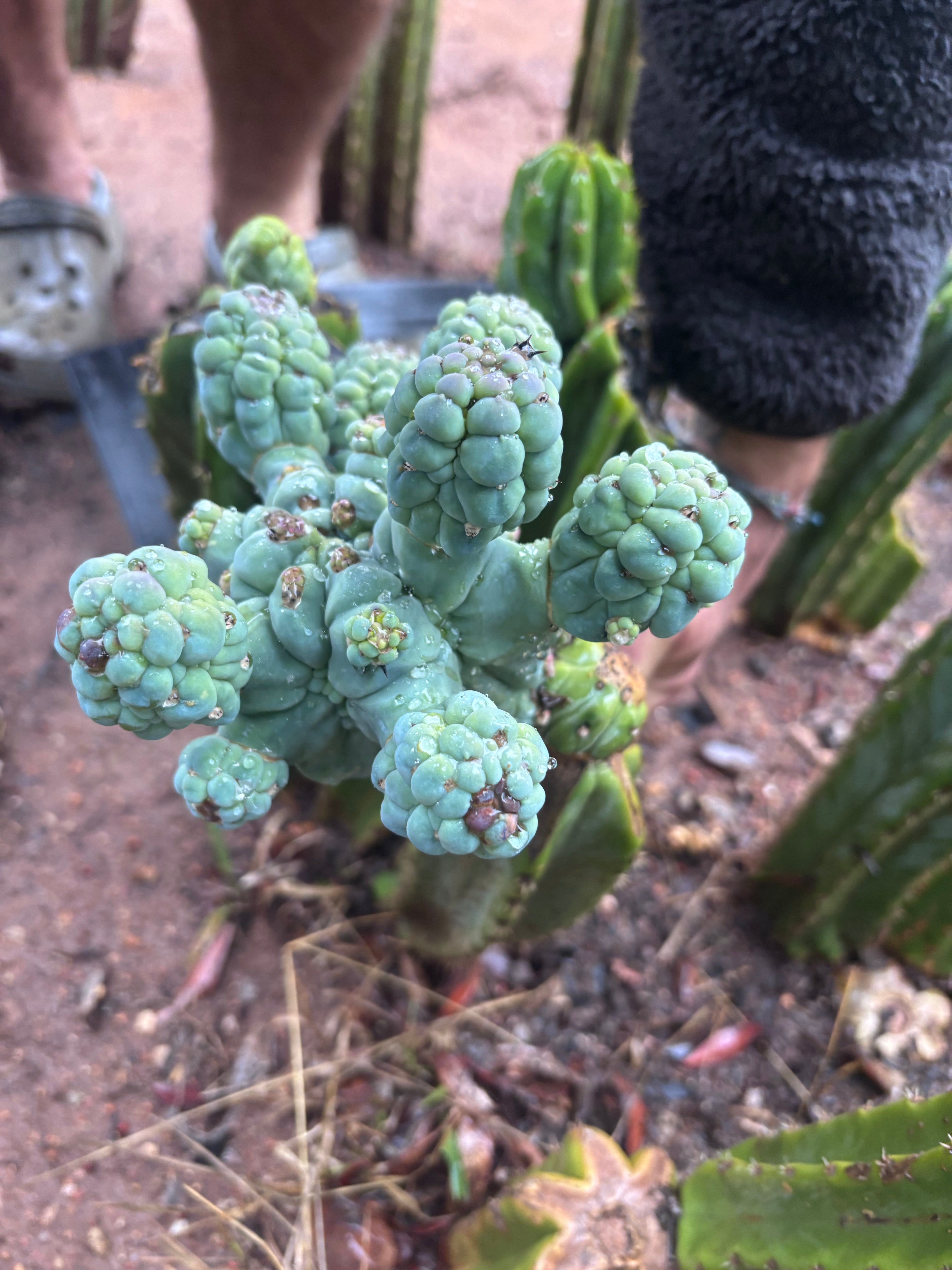 💎👑💎 Glorp — Another XL Pupsplosion Graft