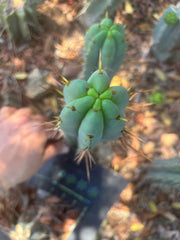 👑🌶️🌶️ Pala — 9” Tip
