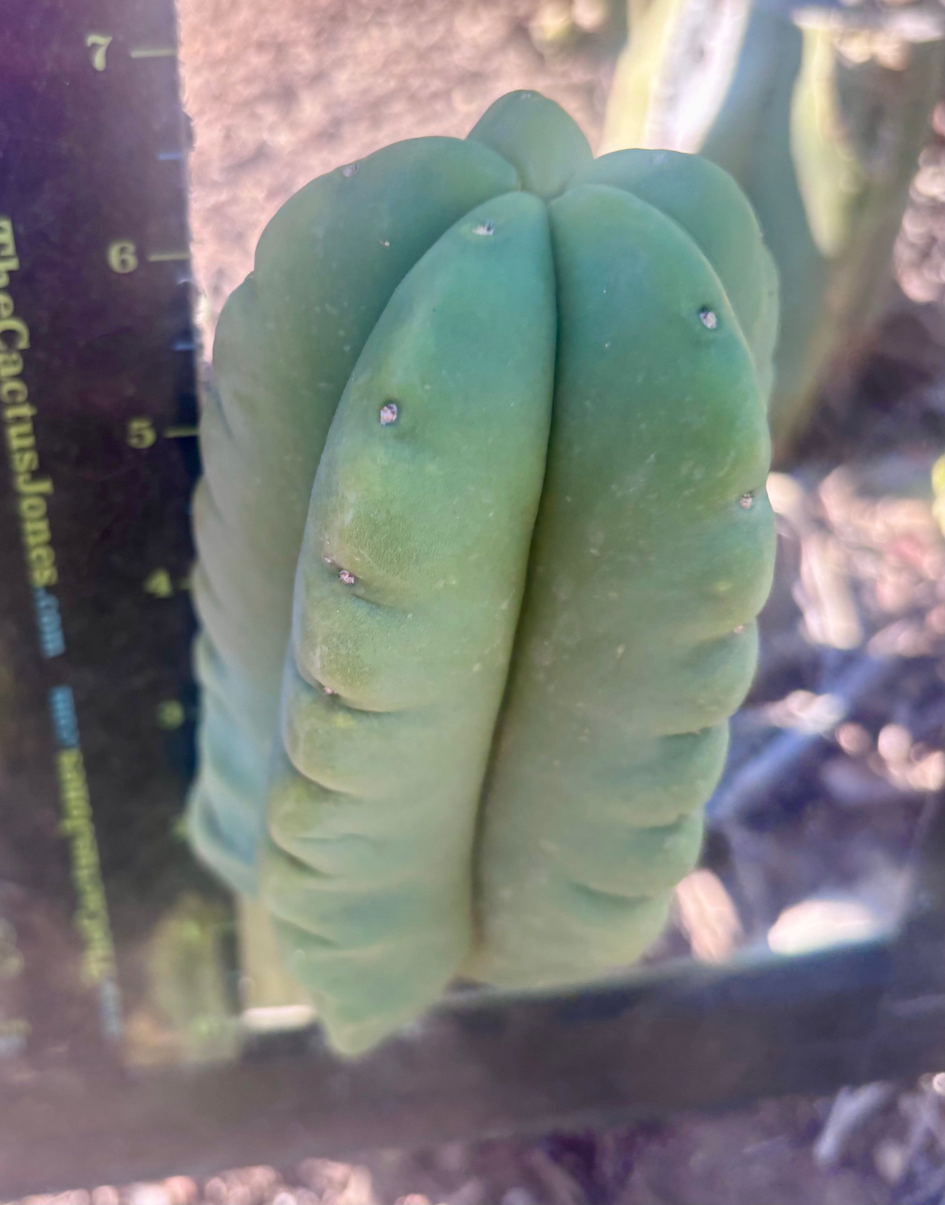 💎👑💎🌶️ Ferah — 6.5” Grenade