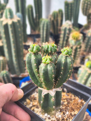 💎👑💎 King Stacker — Pup Graft on Rooted Pierre