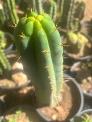 💎🌶️🌶️ NOM — 10” Tip