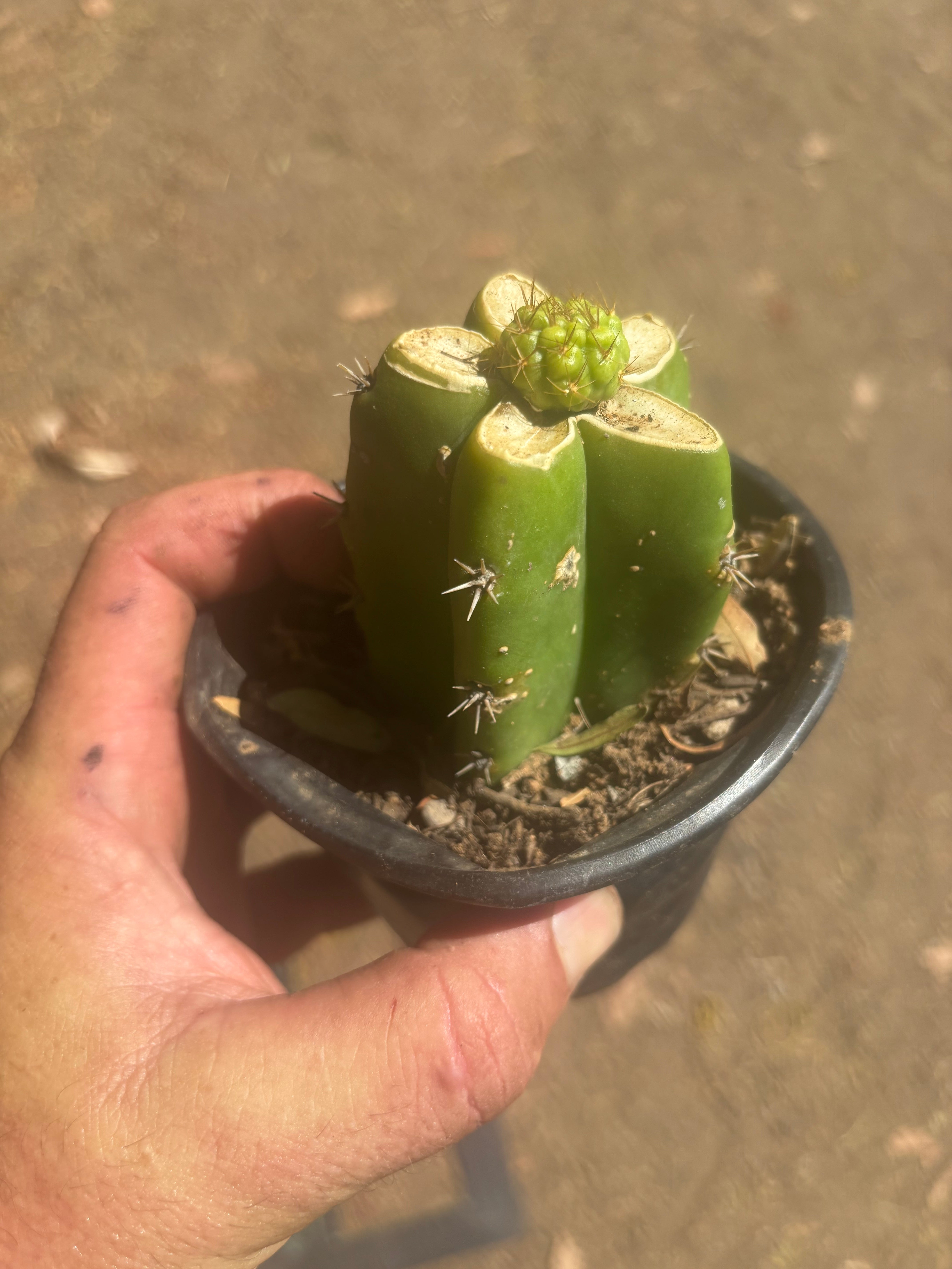 👑 Hulk’s Balls — Graft On Rooted PC