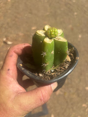 👑 Hulk’s Balls — Graft On Rooted PC