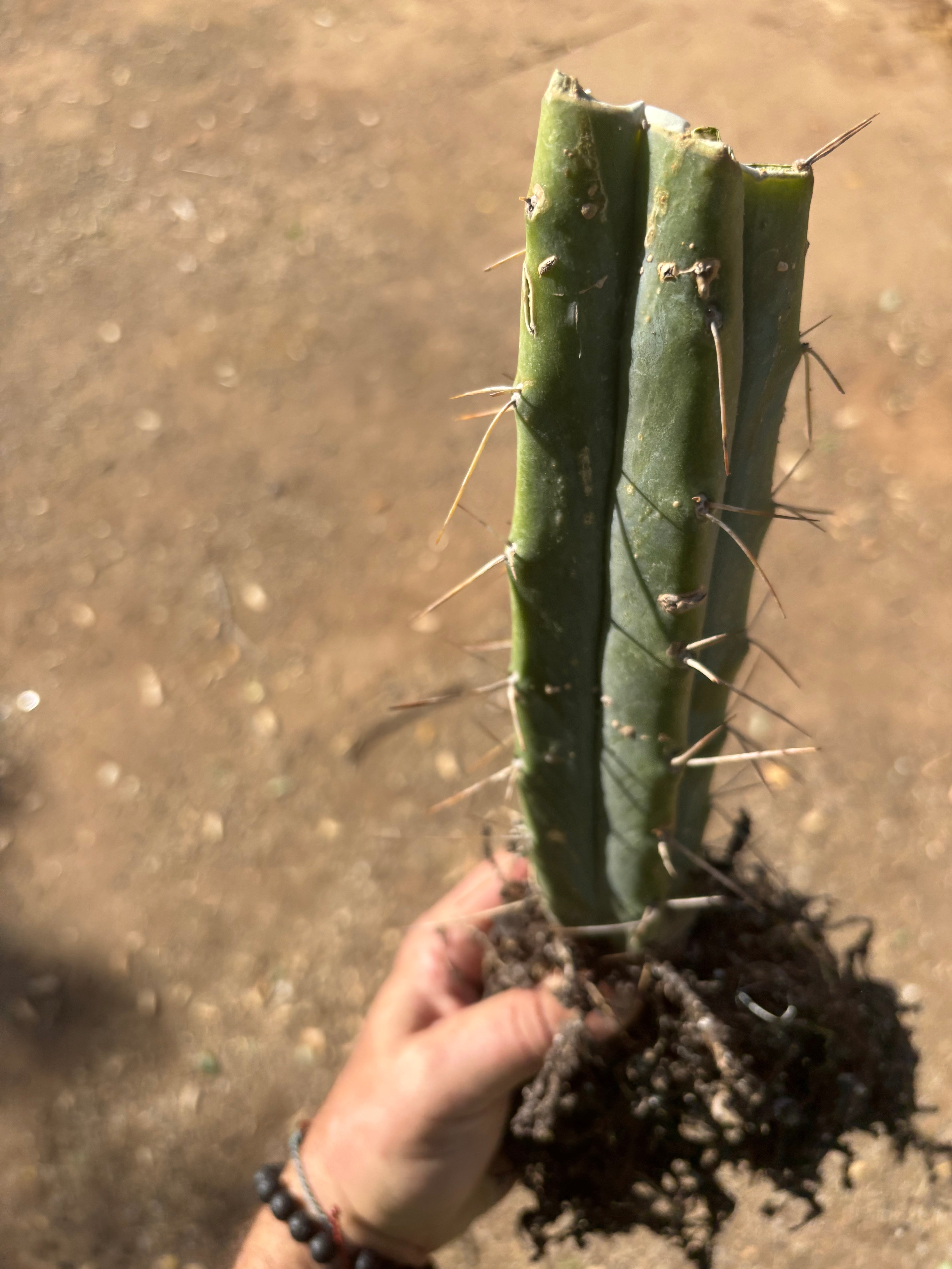👑🌶️ BBB — Another Fully Rooted Stump — 12”