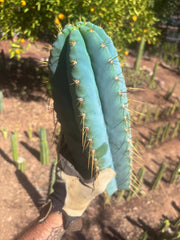 💎👑💎 Rimac — *Unreal* 15” FAT Tip