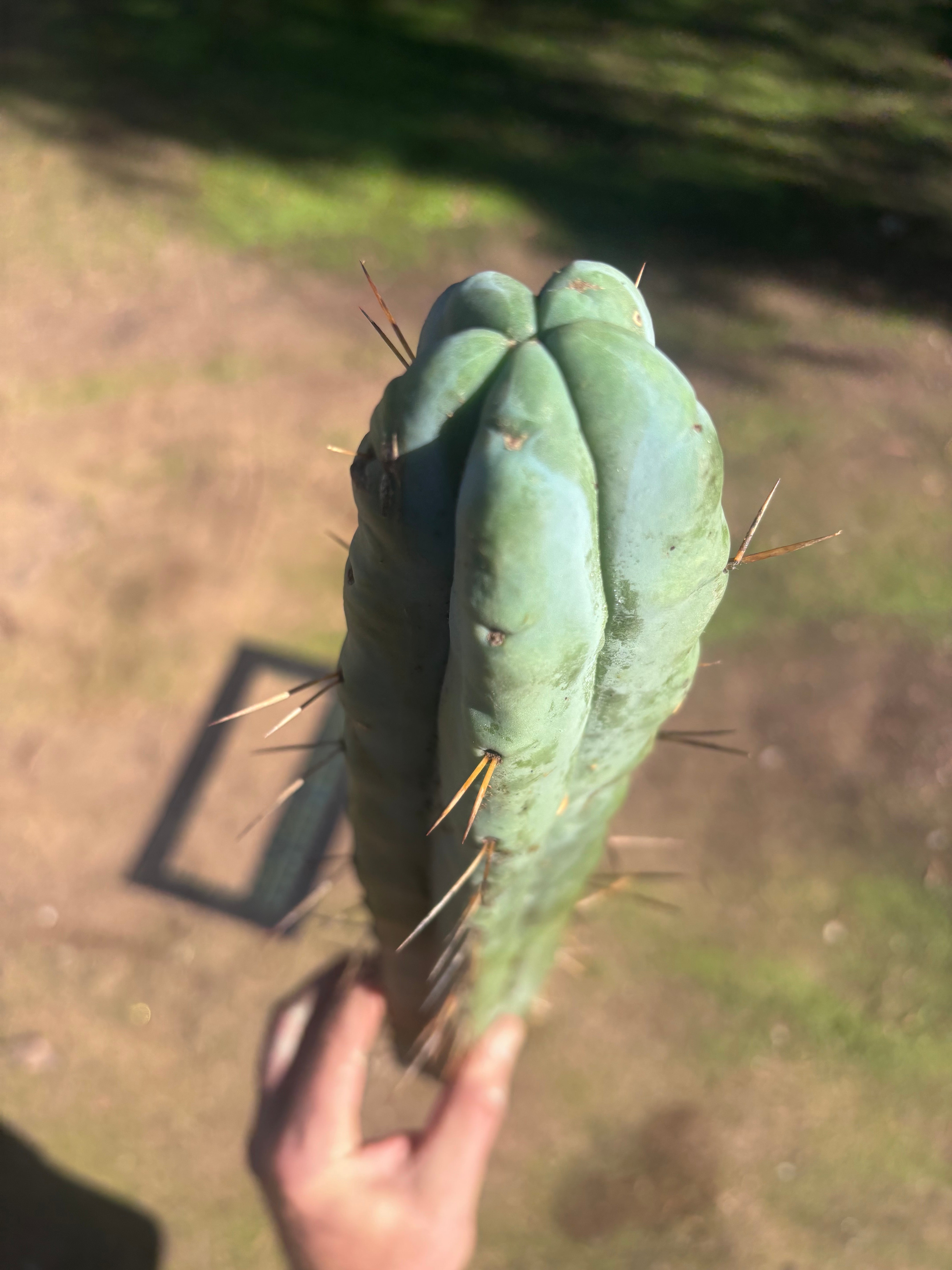 👑🌶️ Hammer2 — XXL 20” Tip