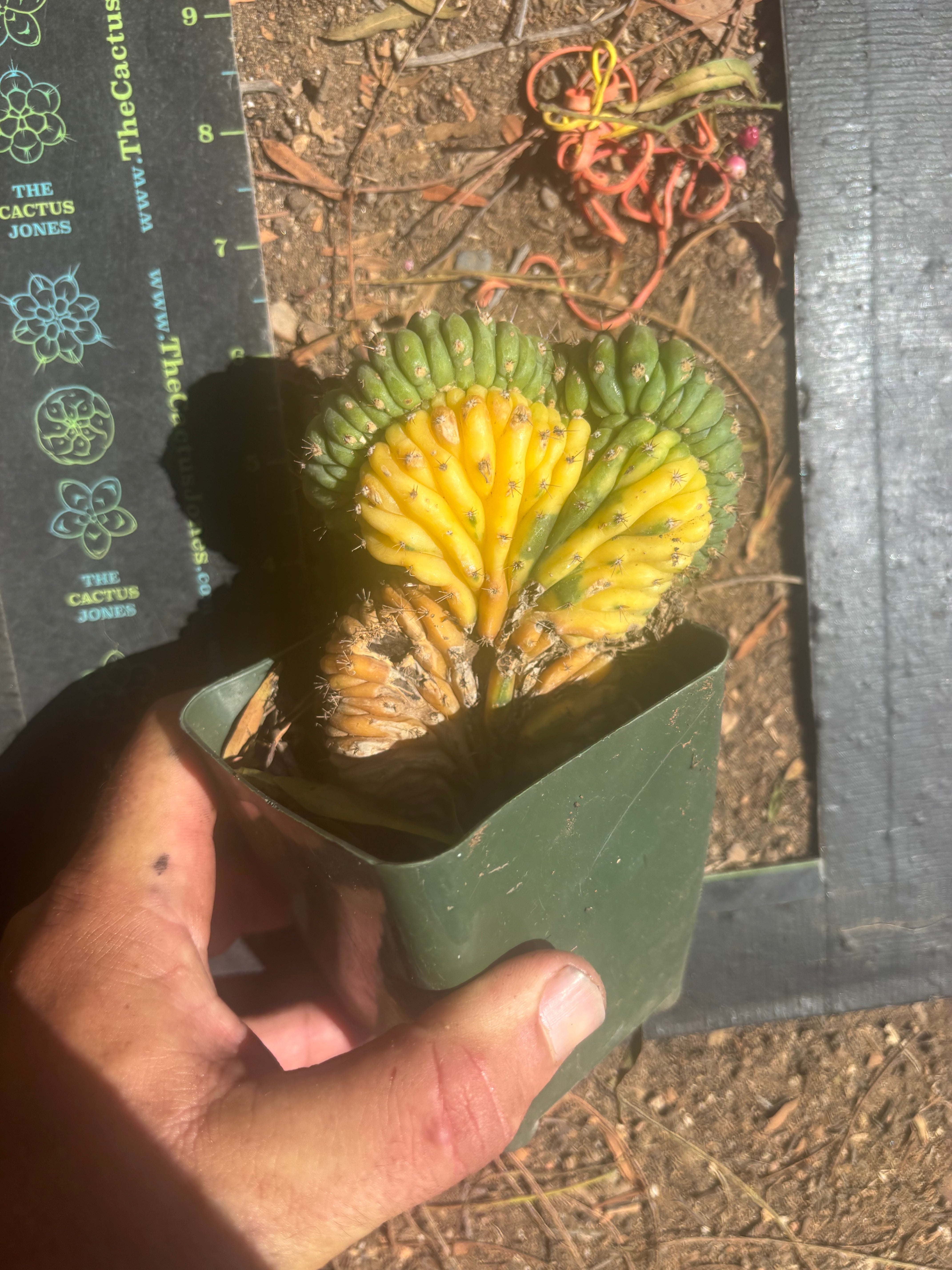 💎🔰💎 TPMCV — Color Split Crest w/ Roots