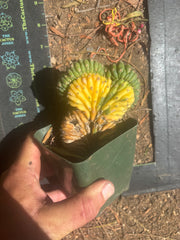 💎🔰💎 TPMCV — Color Split Crest w/ Roots