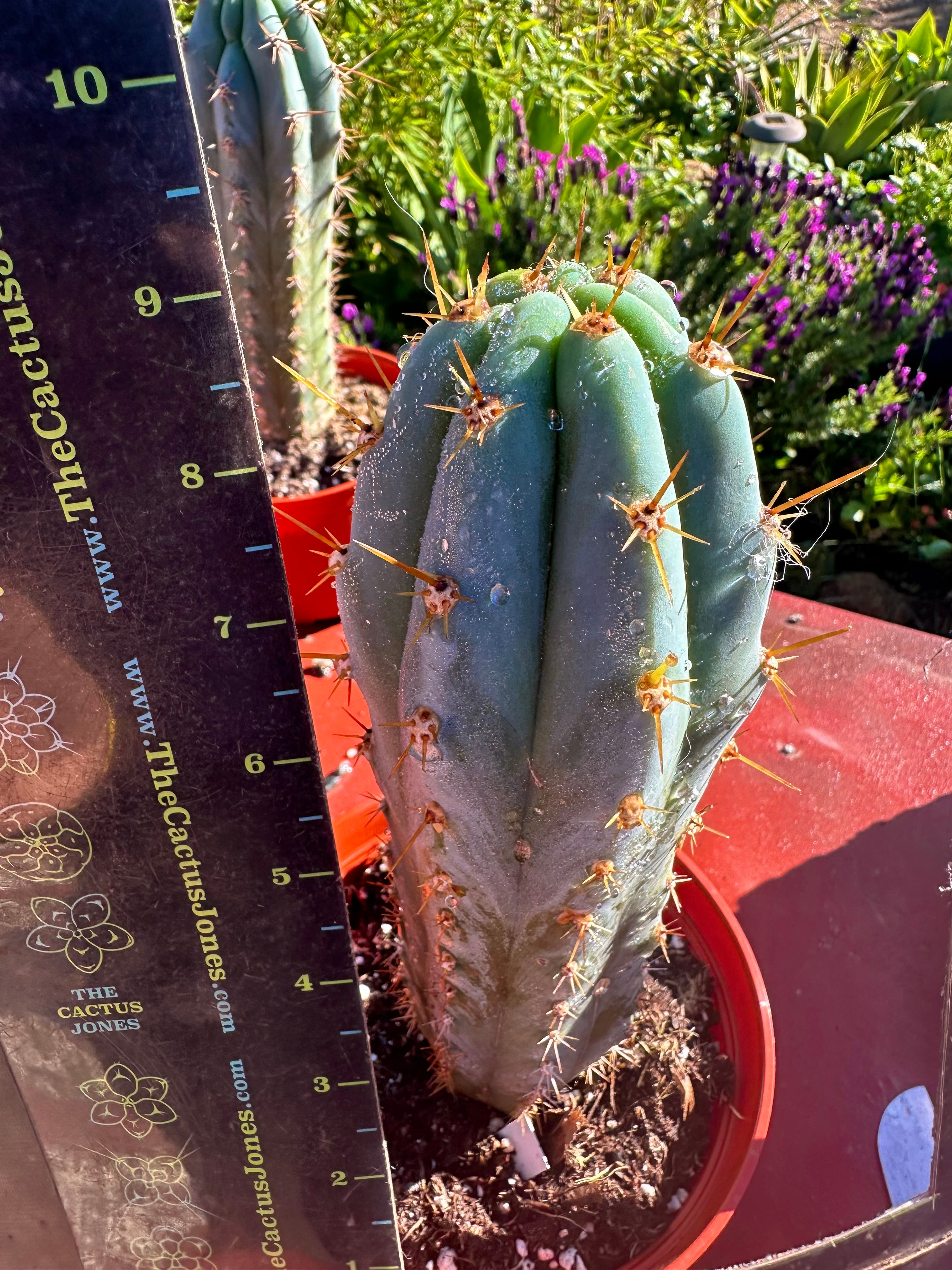 👑💙 Icaros Peruvianus  — Rooted 8” (2)