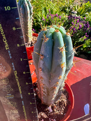 👑💙 Icaros Peruvianus  — Rooted 8” (2)